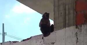 La Nación / Monos atacan a vecinos de Asunción y piden ayuda para controlar la situación