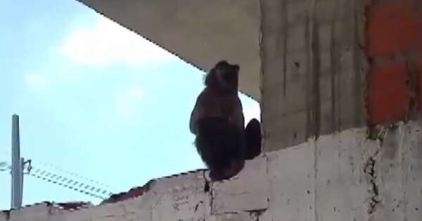 La Nación / Monos atacan a vecinos de Asunción y piden ayuda para controlar la situación