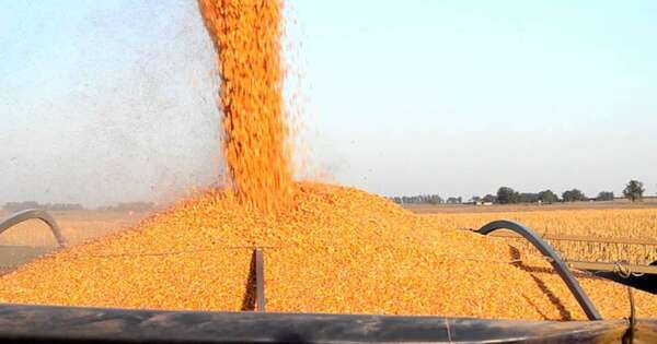 La Nación / Alta demanda y mayor producción impulsaron el récord exportador del maíz en 2025