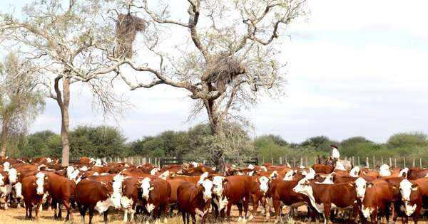 La Nación / Créditos ganaderos con tasa del 7,4 % ya están vigentes, destacan