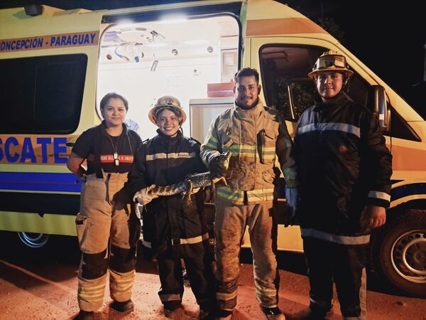 Bomberos rescatan a un yacaré que convivía con vecinos en Concepción - Concepción al Día