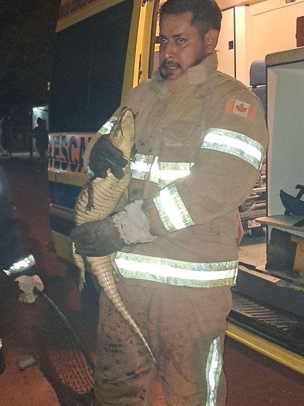 Yacaré generó zozobra en el barrio San Carlos 1 y fue capturado por bomberos - Concepción al Día