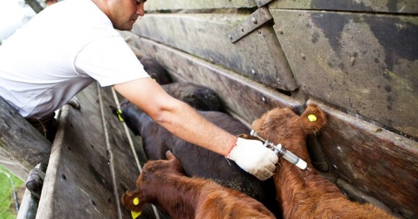 Insisten en que Paraguay ha demostrado ser competitivo exportando a mercados premium con su esquema de vacunación