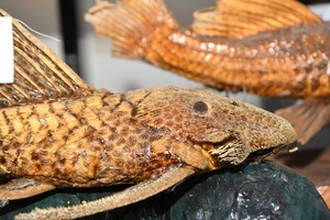 Tekotopa: 6.000 ejemplares que narran la vida del río