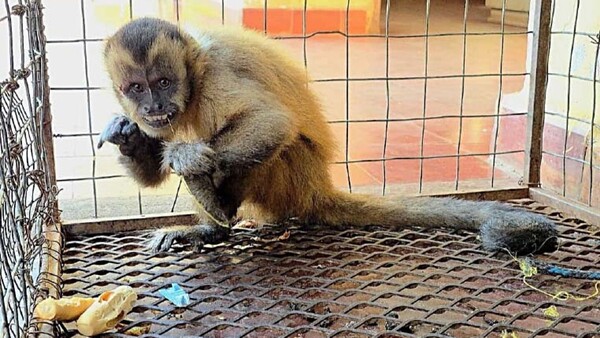 Rescatan a un mono capuchino