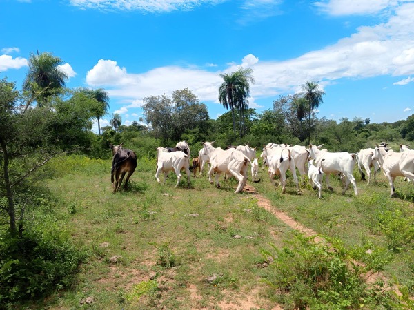 Bella Vista Norte: Recuperan 28 vacunos tras allanamiento
