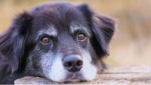 El fin del “perro de patio”: por qué usar animales solo para vigilancia ya es una práctica obsoleta - Mascotas - ABC Color