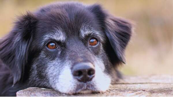 El fin del “perro de patio”: por qué usar animales solo para vigilancia ya es una práctica obsoleta - Mascotas - ABC Color