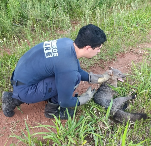 Rescatan a una «aguara’i» en Guarambaré