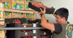 Diario HOY | Paraguay concreta su primera exportación de pitahaya a Uruguay