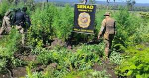 La Nación / Amambay: Senad elimina 15 toneladas de marihuana