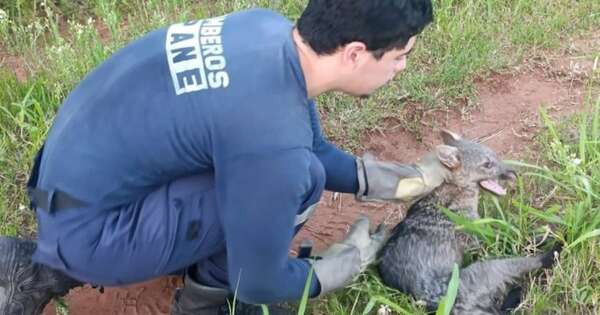 Diario HOY | Rescatan a una aguara’í herida en Ypané
