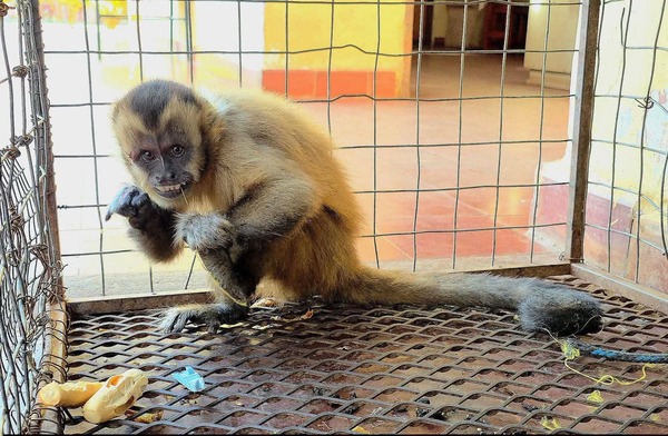 Popular / Rescatan a ka'i que armó sarambí en depósito en Concepción 