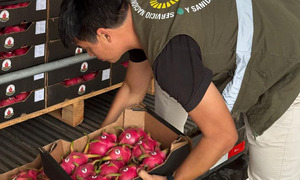 Paraguay exporta por primera vez pitahaya a Uruguay y abre un nuevo mercado frutícola - OviedoPress