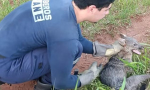 Bomberos rescatan a una aguara’í herida en plena calle de Ypané - OviedoPress