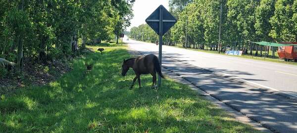 Misiones: animales sueltos sobre Ruta PY01 hacen peligroso el tránsito entre Villa Florida y San Miguel - Nacionales - ABC Color