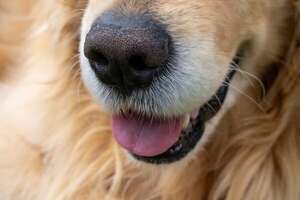 La nariz de los perros es irrepetible, igual que nuestras huellas dactilares - Mascotas - ABC Color