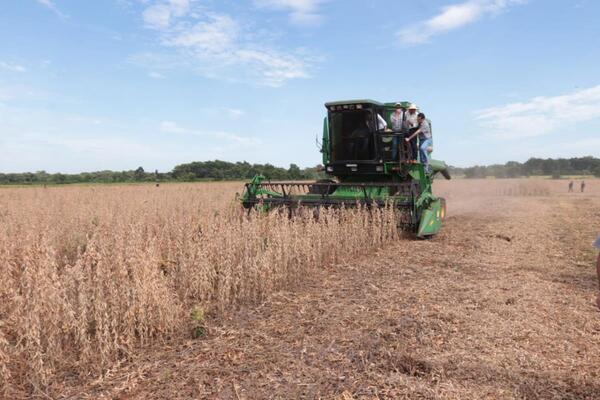 Optimismo para la zafriña: soja y maíz apuntan a altos rindes y mayor volumen