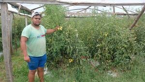 Productores de tomate registran repunte de precios, pero denuncian contrabando - Nacionales - ABC Color