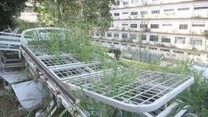 Colchones viejos, camas en desuso, enseres y malezas en patio del IPS