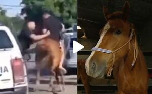 Popular / ¡Péa la caballo loco! Robaban y corrían montados a una yegua en Buenos Aires