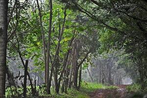 Ruta PY21: El nuevo mirador de fauna en Mbaracayú