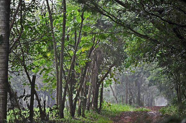 Ruta PY21: El nuevo mirador de fauna en Mbaracayú