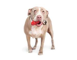 Cómo jugar con tu perro anciano para mantenerlo feliz y activo - Mascotas - ABC Color