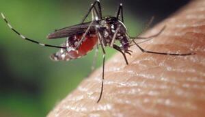 Mosquitos optan por sangre humana ante menor biodiversidad