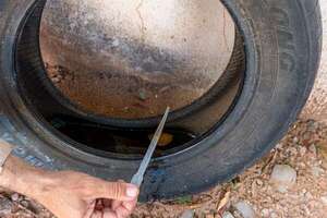 Hay casos de chikunguña y también de dengue - Nacionales - ABC Color