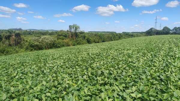 Paraguay está en condiciones de cumplir con salvaguardias ambientales de la UE, afirma ministro