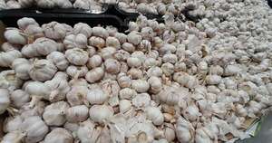 La Nación / Con mayor productividad, el ajo emerge como negocio agrícola en Itapúa