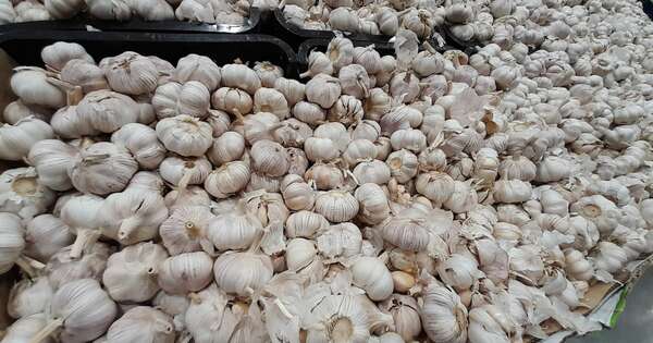 La Nación / Con mayor productividad, el ajo emerge como negocio agrícola en Itapúa