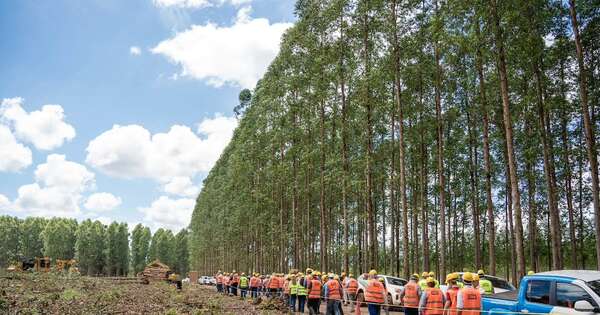 La Nación / Acuerdo UE–Mercosur podría duplicar exportaciones forestales paraguayas, según Goralewski