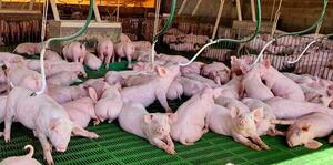 Más mercados, más producción y mayor consumo: los desafíos del sector porcino para 2026