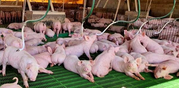 Más mercados, más producción y mayor consumo: los desafíos del sector porcino para 2026