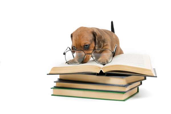 ¿Cuántas palabras entiende? El ranking de inteligencia que revela el vocabulario real de tu perro - Mascotas - ABC Color