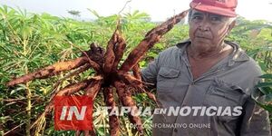 EXCELENTE EXPECTATIVA DE PRODUCCIÓN DE MANDIOCA EN ITAPÚA