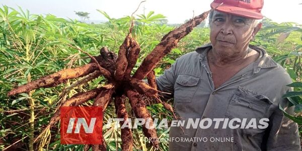 EXCELENTE EXPECTATIVA DE PRODUCCIÓN DE MANDIOCA EN ITAPÚA
