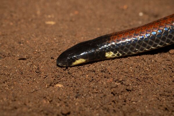 Culebras poco conocidas, en la búsqueda de más información