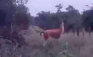 Video: mirá a uno de los pocos guanacos que sobreviven en la zona chaqueña - Nacionales - ABC Color