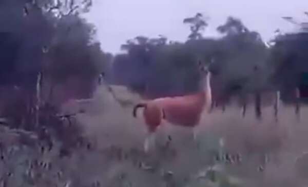 Video: mirá a uno de los pocos guanacos que sobreviven en la zona chaqueña - Nacionales - ABC Color