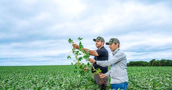 Diario HOY | Optimismo para la zafriña: soja y maíz apuntan a altos rindes y mayor volumen