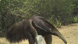 Oso hormiguero en peligro de subsistencia por falta de hábitat en el Chaco