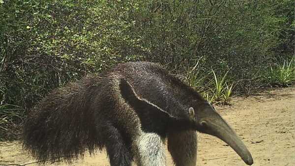 Oso hormiguero en peligro de subsistencia por falta de hábitat en el Chaco