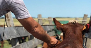 Sanidad: productores advierten limitaciones para afrontar posibles casos sin vacunación contra la aftosa