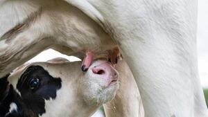 La leche en polvo consolida su recuperación de precio en el arranque de 2026