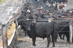 Uruguay: el feedlot se consolida como motor de faena, con un aumento del 20% en la participación anual