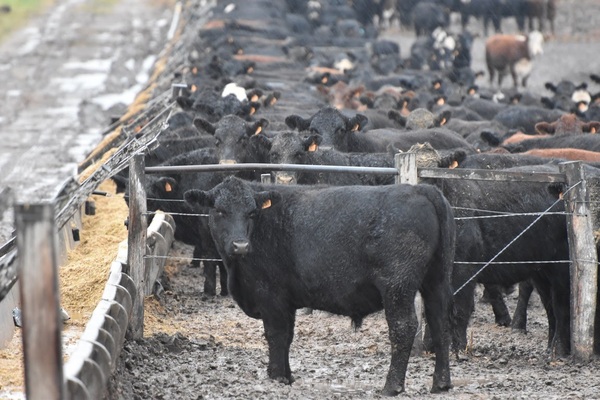 Uruguay: el feedlot se consolida como motor de faena, con un aumento del 20% en la participación anual