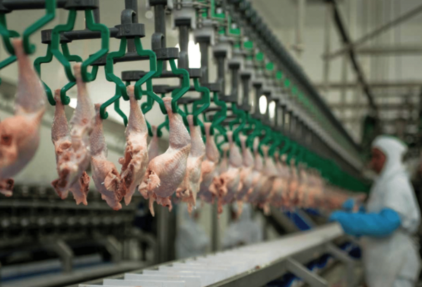 Taiwán y el Pollo Paraguayo: A un Paso de la Exportación